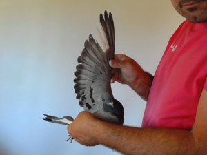 Pigeon image