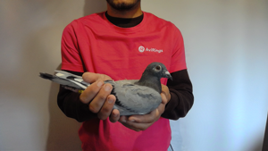 Pigeon image