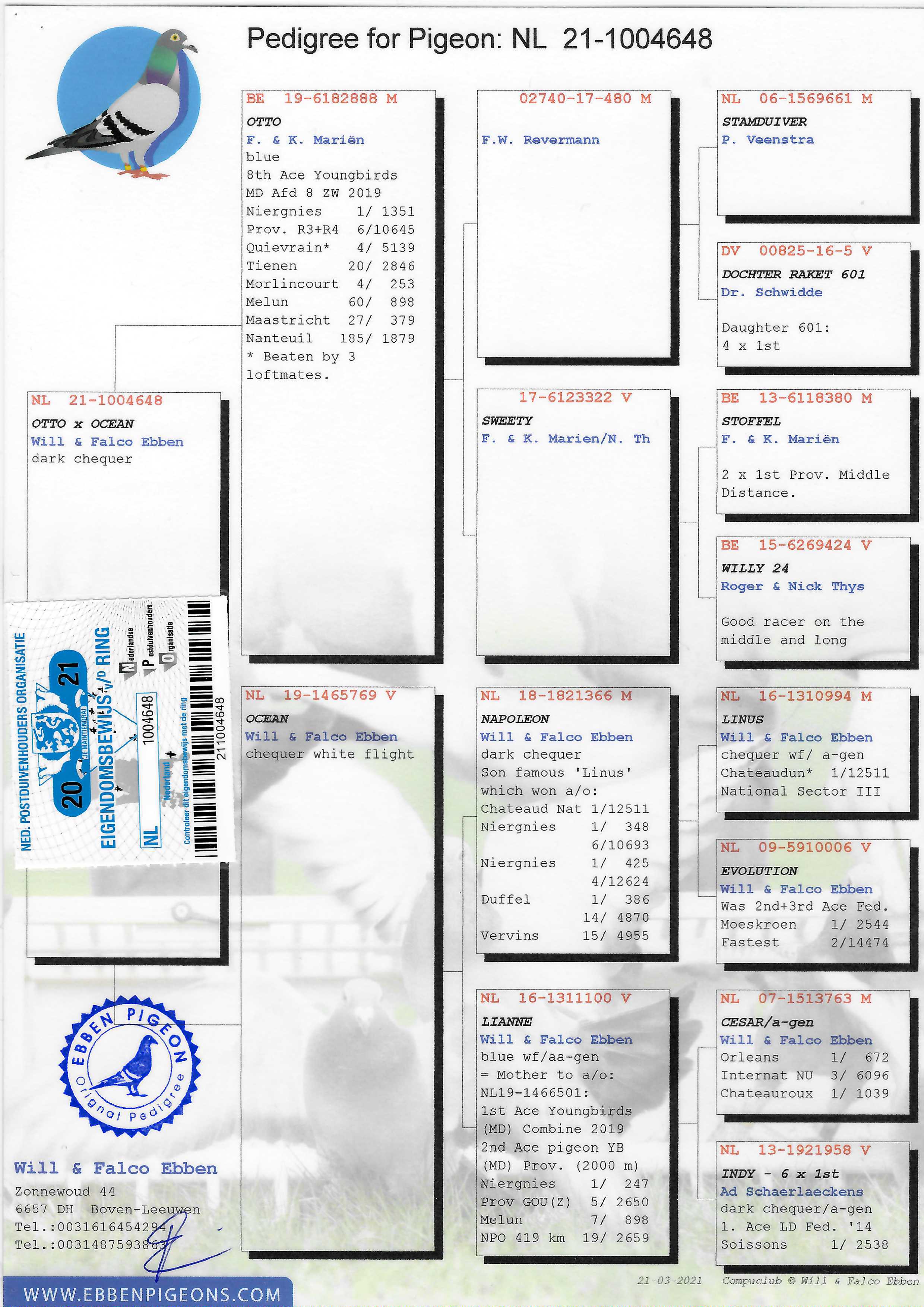 Pigeon pedigree image