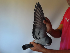 Pigeon image