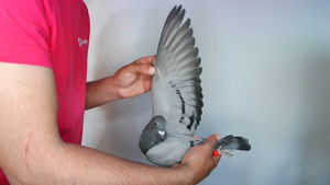 Pigeon image