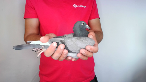 Pigeon image