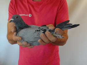 Pigeon image