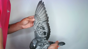 Pigeon image