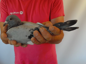 Pigeon image