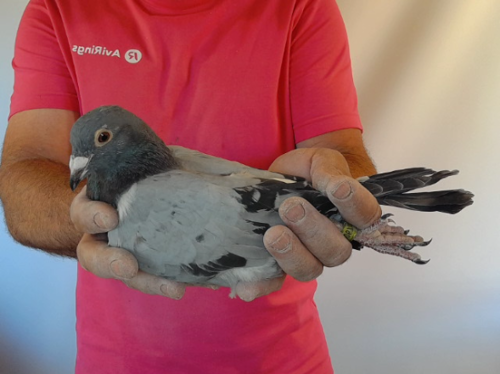Pigeon image