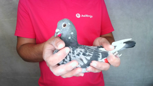 Pigeon image