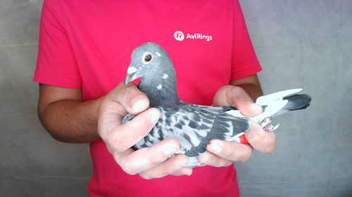 Pigeon image