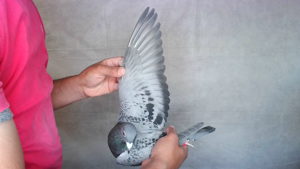 Pigeon image