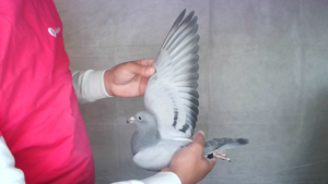 Pigeon image