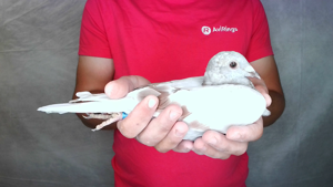 Pigeon image