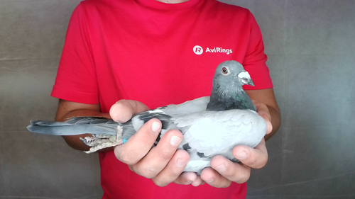 Pigeon image