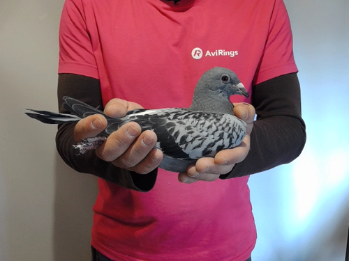 Pigeon image