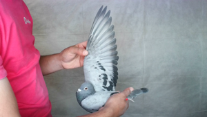 Pigeon image
