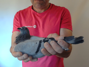Pigeon image
