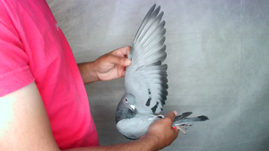 Pigeon image