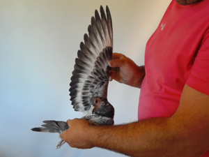 Pigeon image