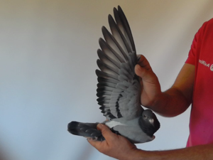 Pigeon image