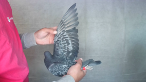 Pigeon image