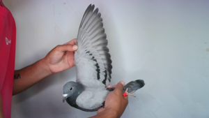 Pigeon image