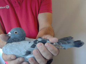 Pigeon image