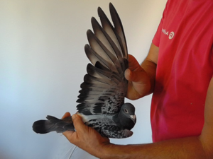 Pigeon image