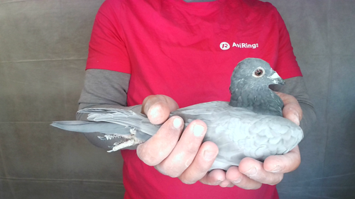 Pigeon image