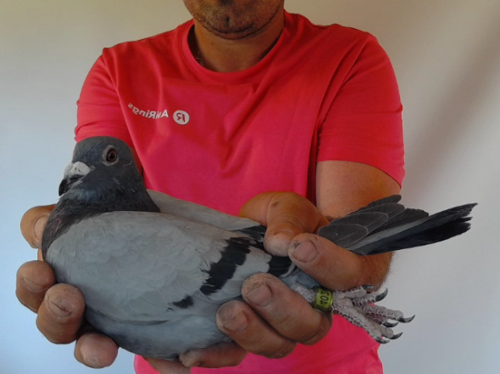 Pigeon image