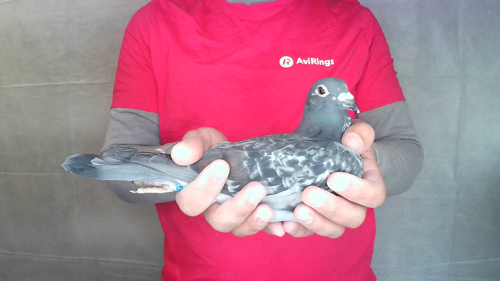 Pigeon image