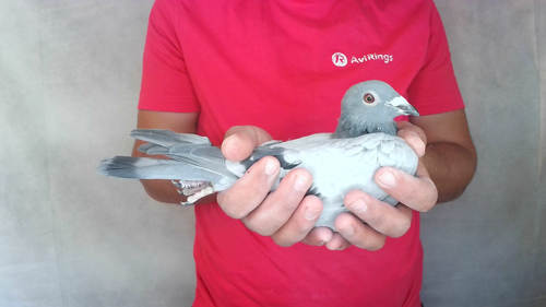 Pigeon image