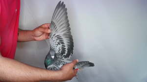 Pigeon image