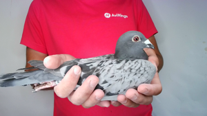 Pigeon image