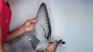 Pigeon image