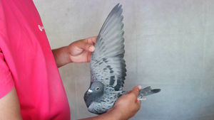 Pigeon image