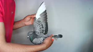Pigeon image