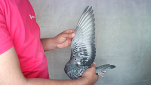 Pigeon image