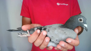 Pigeon image