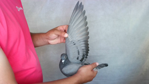 Pigeon image