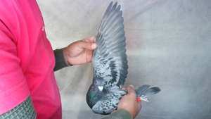 Pigeon image