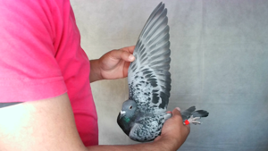 Pigeon image