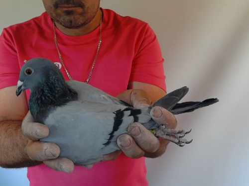 Pigeon image
