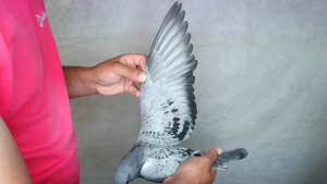 Pigeon image