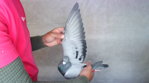 Pigeon image