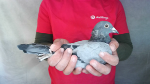 Pigeon image