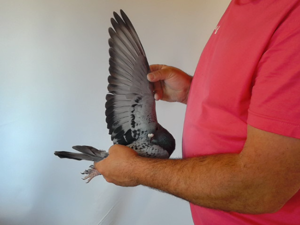Pigeon image