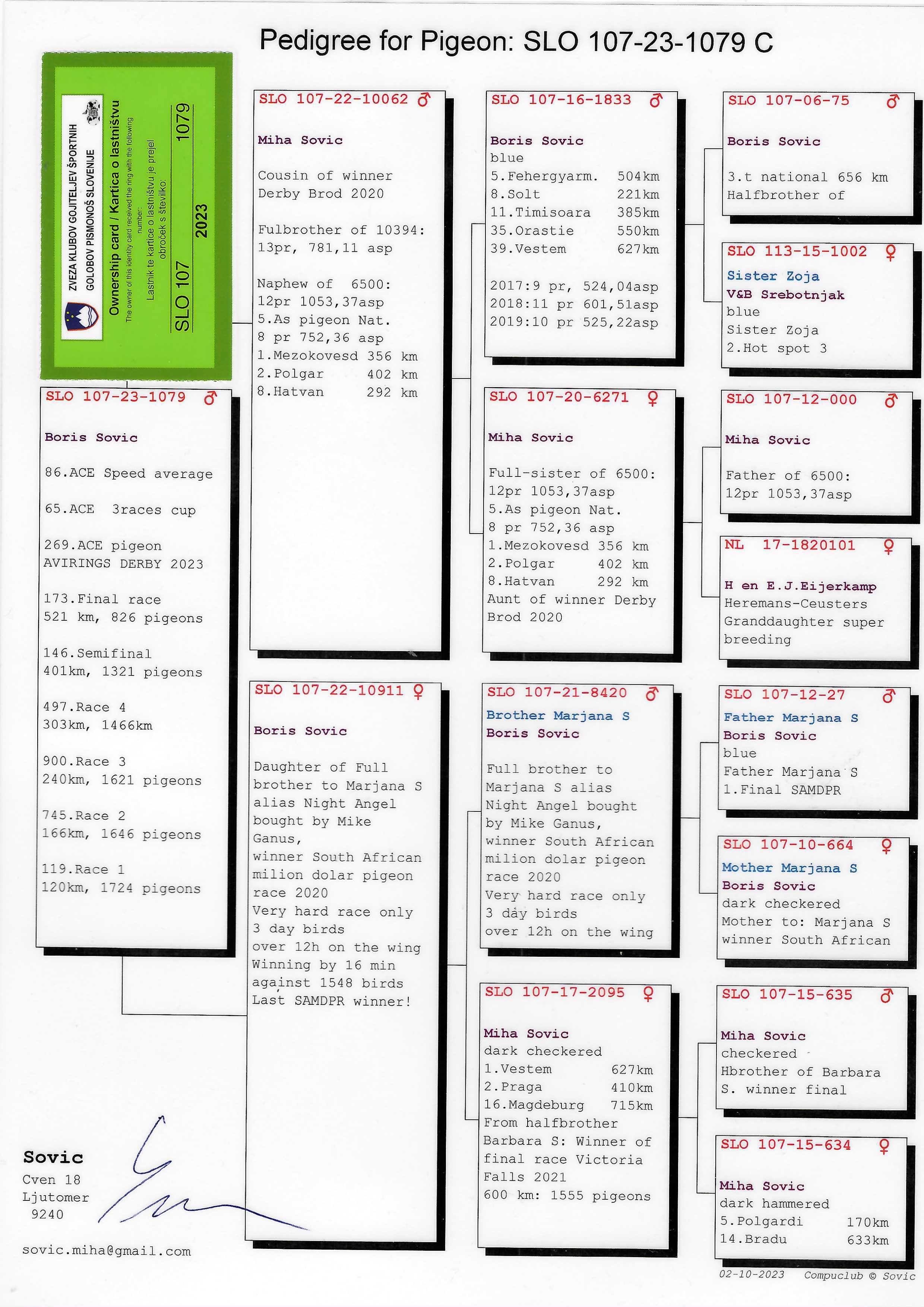 Pigeon pedigree image