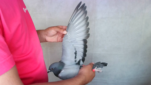 Pigeon image