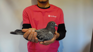 Pigeon image