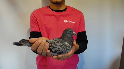 Pigeon image