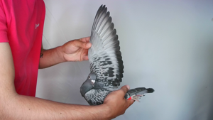 Pigeon image